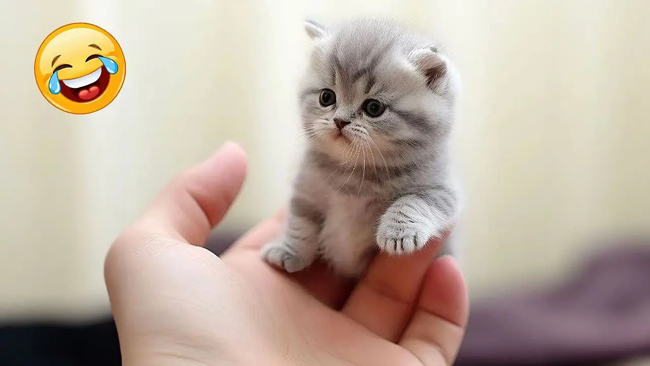 1 Hour Trending Funny Animals  Funniest Cats and Dogs
